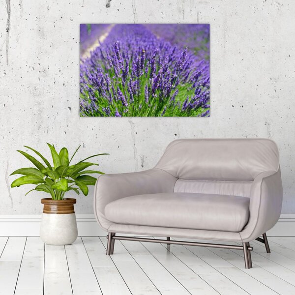 Kép - levandula (70x50 cm)