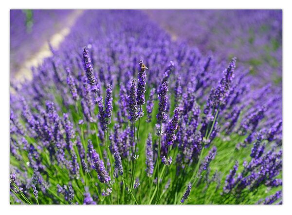 Kép - levandula (70x50 cm)