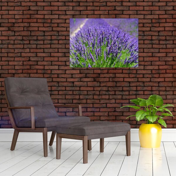 Kép - levandula (70x50 cm)
