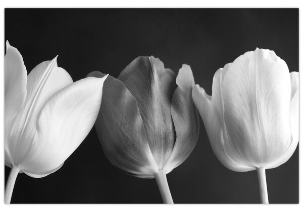 Kép - fekete-fehér tulipán virág (90x60 cm)