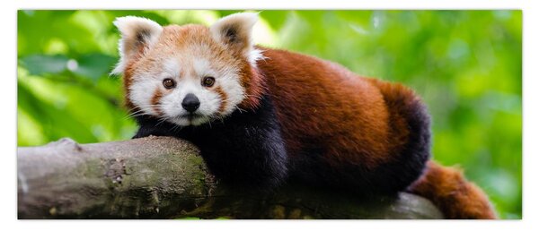 A vörös panda képe (120x50 cm)
