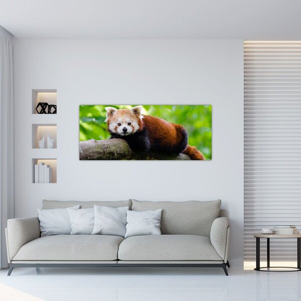 A vörös panda képe (120x50 cm)