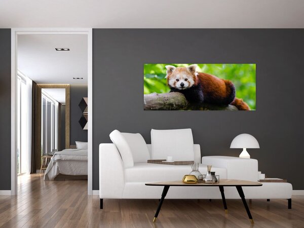 A vörös panda képe (120x50 cm)