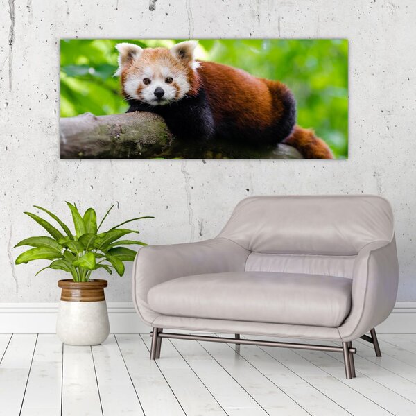 A vörös panda képe (120x50 cm)