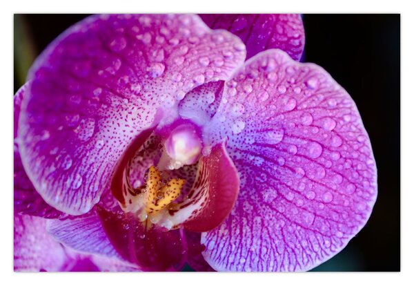 Részletes kép az orchidea virágról (90x60 cm)