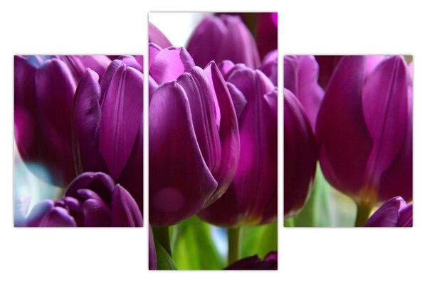 Tulipán képe (90x60 cm)