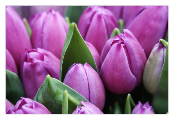 Kép - tulipánok (90x60 cm)
