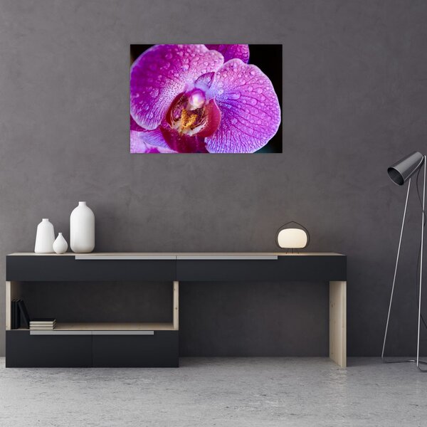 Részletes kép az orchidea virágról (70x50 cm)