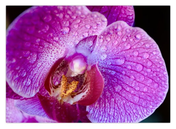 Részletes kép az orchidea virágról (70x50 cm)