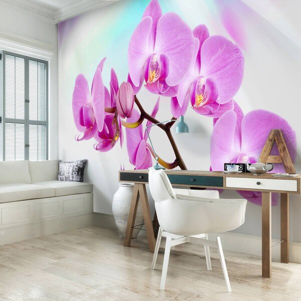 Fotótapéta - Orchidea (152,5x104 cm)