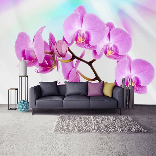 Fotótapéta - Orchidea (152,5x104 cm)