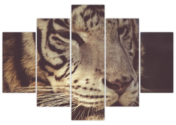 Tigris képe (150x105 cm)