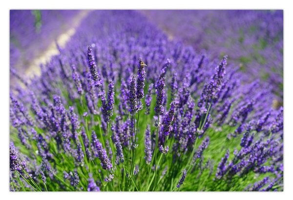 Kép - levandula (90x60 cm)