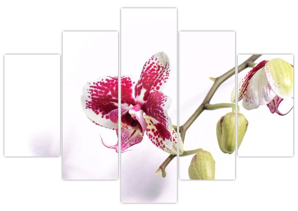 Orchidea virág képe (150x105 cm)