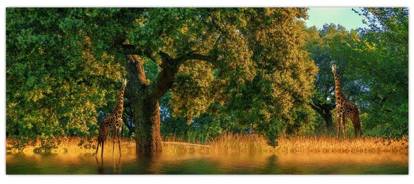 Zsiráf a természetben képe (120x50 cm)