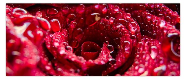 Vörös rózsa virágzata képe (120x50 cm)