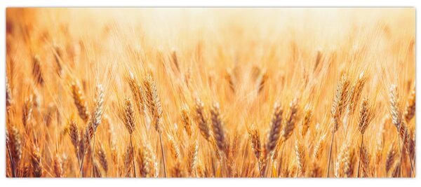 Kép - mező gabonával (120x50 cm)