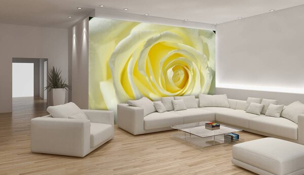 Fotótapéta - Sárgás rózsa (152,5x104 cm)