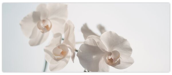 Fehér orchidea képe (120x50 cm)