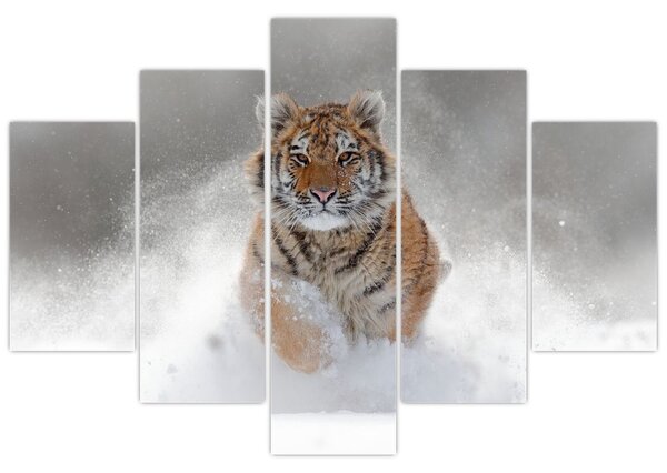 Futó tigris a hóban képe (150x105 cm)