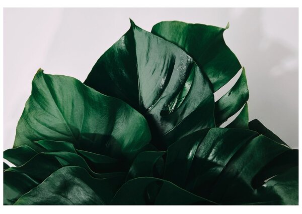 Fotótapéta monstera levél