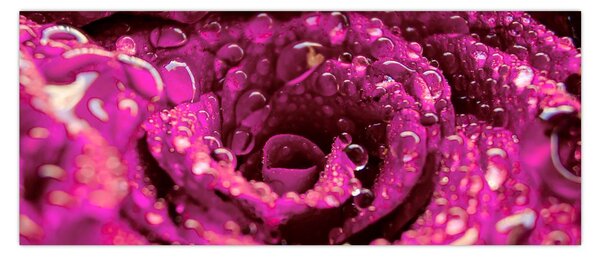 Rózsaszín rózsa virágzata képe (120x50 cm)