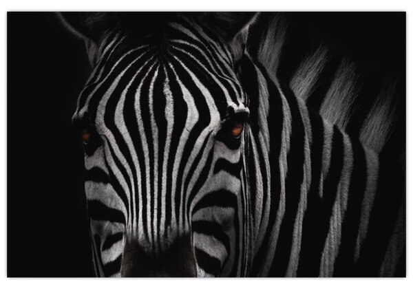 Zebra képe (90x60 cm)