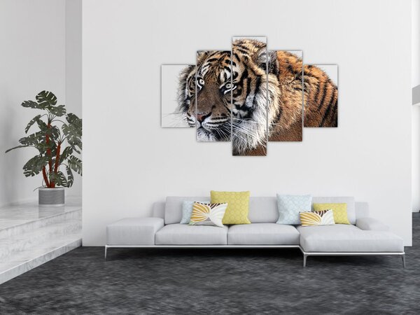 Tigris képe (150x105 cm)