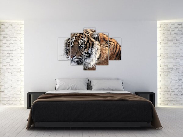 Tigris képe (150x105 cm)