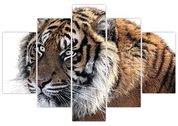 Tigris képe (150x105 cm)