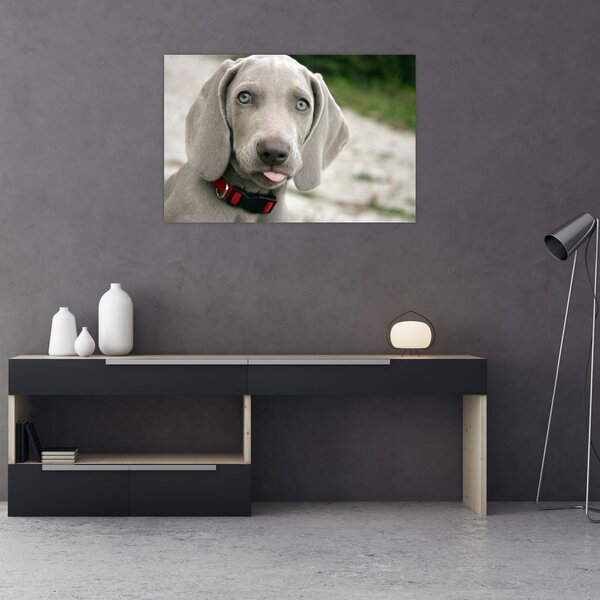 Kép - weimaraner kölyökkutya (90x60 cm)