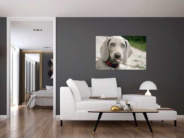 Kép - weimaraner kölyökkutya (90x60 cm)