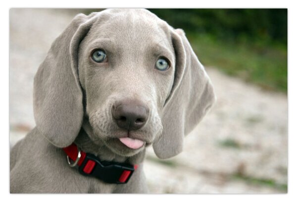 Kép - weimaraner kölyökkutya (90x60 cm)