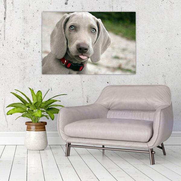 Kép - weimaraner kölyökkutya (90x60 cm)