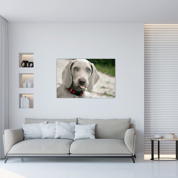 Kép - weimaraner kölyökkutya (90x60 cm)