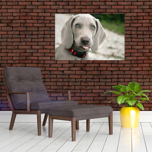Kép - weimaraner kölyökkutya (90x60 cm)