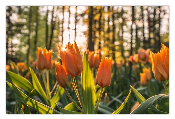 Narancssárga tulipán képe (90x60 cm)