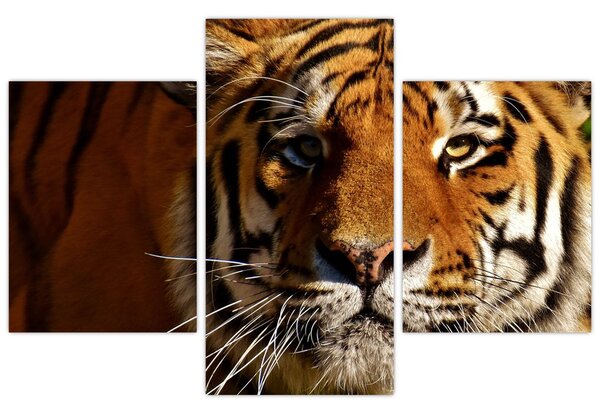 Tigris képe (90x60 cm)