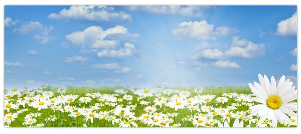 A virágzó rét százszorszépekkel képe (120x50 cm)