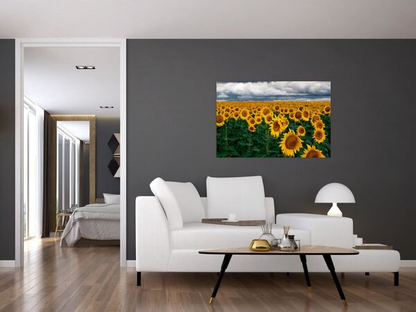 Napraforgó mező képe (90x60 cm)