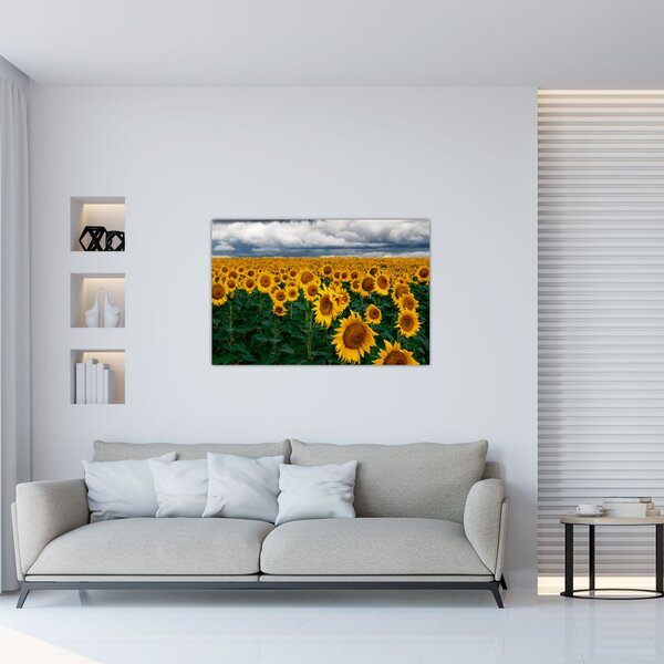 Napraforgó mező képe (90x60 cm)