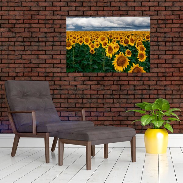 Napraforgó mező képe (90x60 cm)