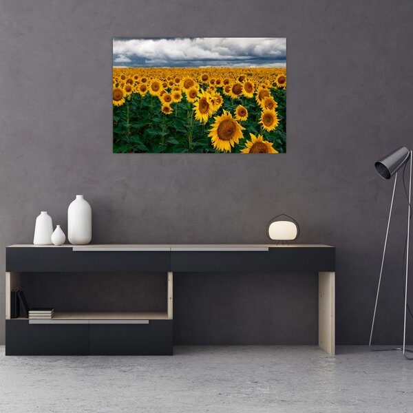 Napraforgó mező képe (90x60 cm)