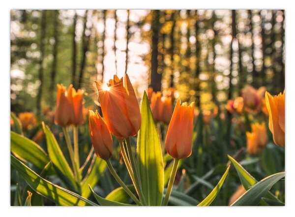 Kép - tulipánok (70x50 cm)