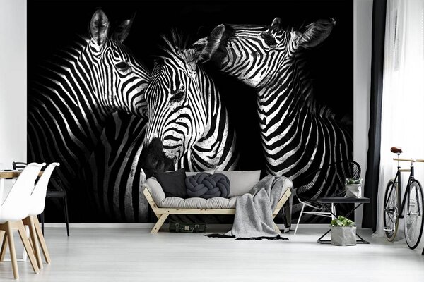Fotótapéta - Zebra (152,5x104 cm)