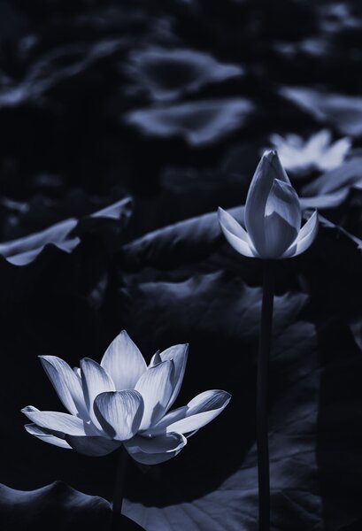 Művészeti fotózás Midsummer lotus, Sunao Isotani, (26.7 x 40 cm)