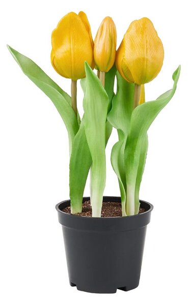 FLORISTA tulipán cserépben, sárga 24 cm