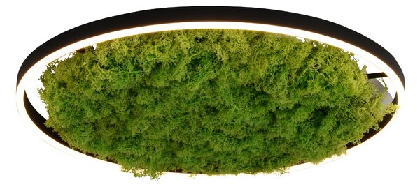 Paul Neuhaus modern skandináv mennyezeti lámpa green ritus zöld pln15392-66
