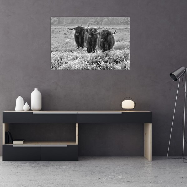 Kép - Skót tehenek (90x60 cm)