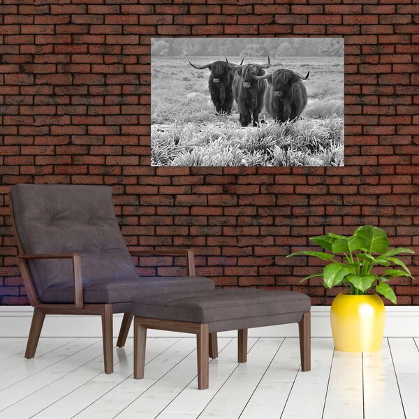 Kép - Skót tehenek (90x60 cm)